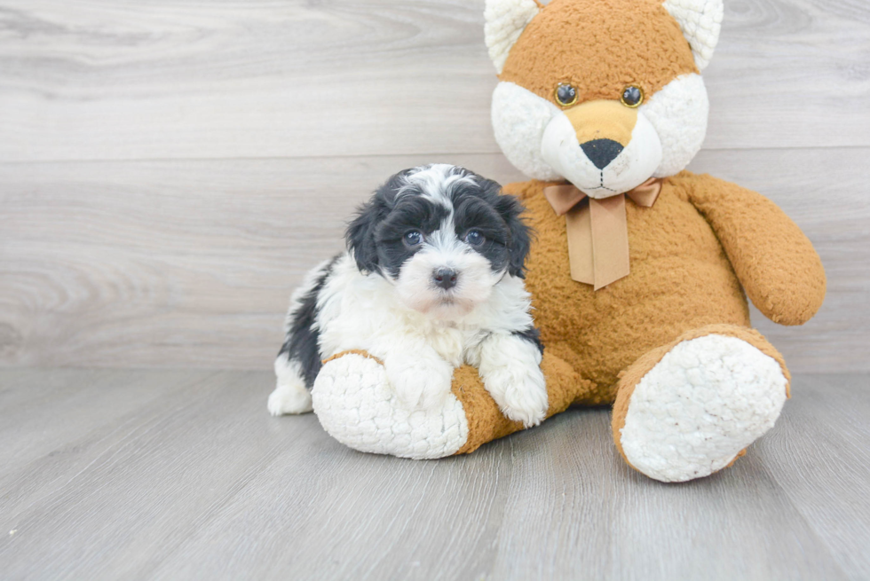 Havanese Puppy for Adoption