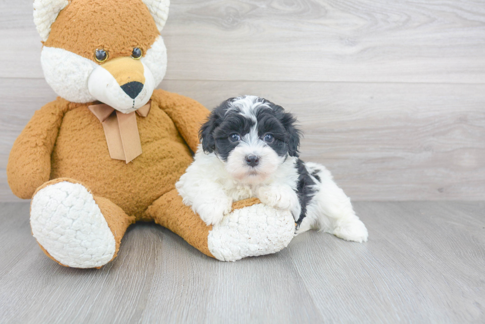 Havanese Puppy for Adoption