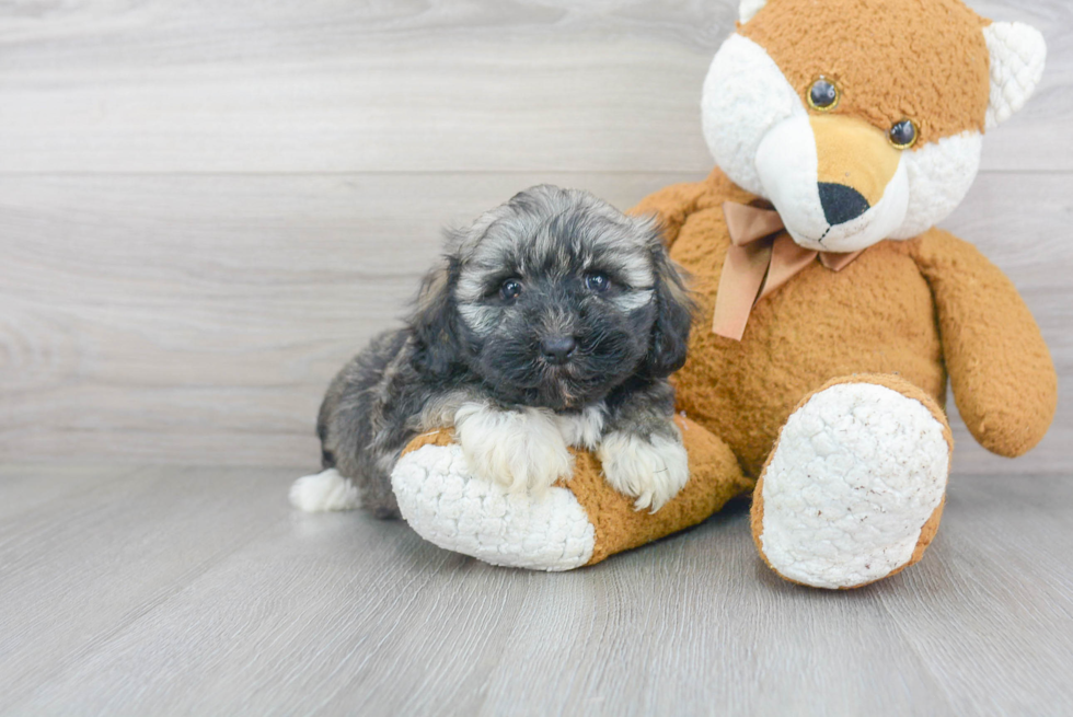 Best Havanese Baby