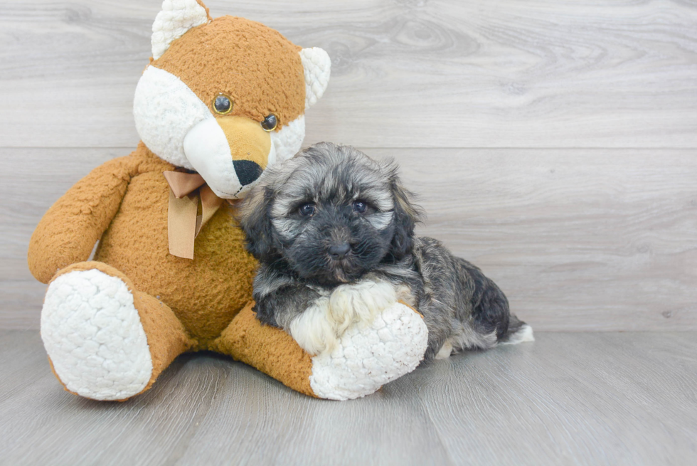 Playful Havanese Baby