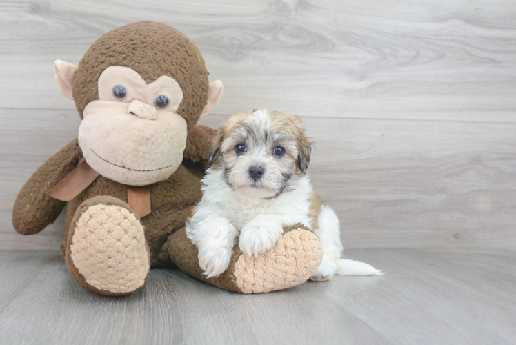 Best Havanese Baby