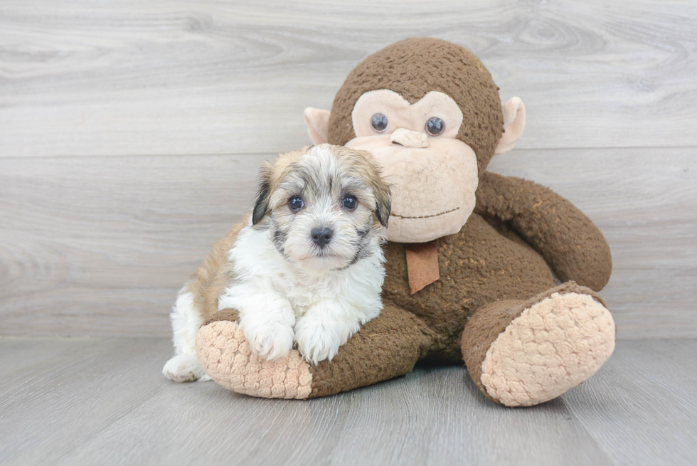 Havanese Pup Being Cute