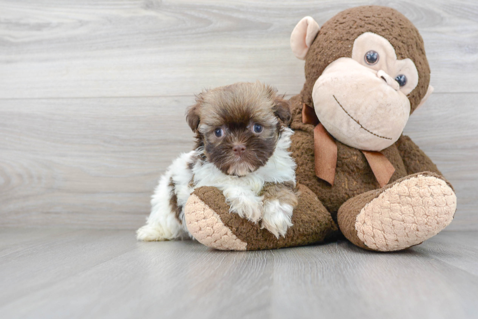 Popular Havanese Purebred Pup