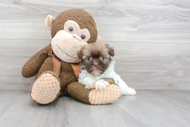 Friendly Havanese Baby
