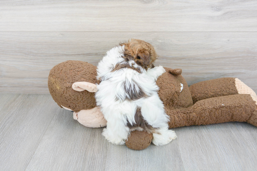 Cute Havanese Purebred Puppy