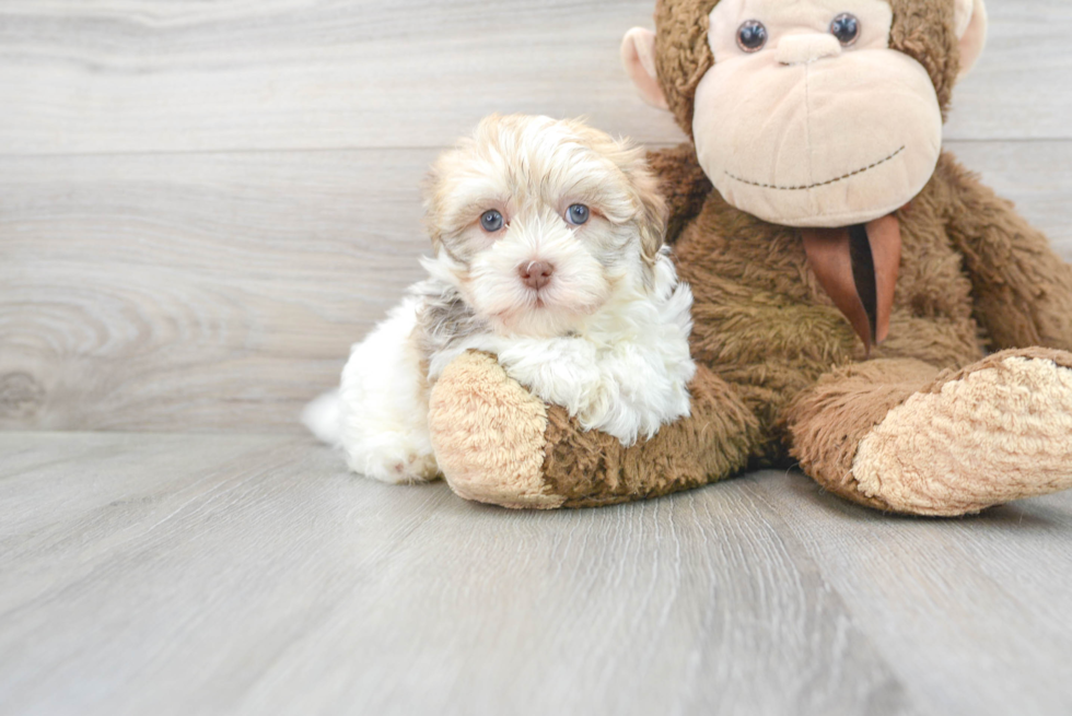 Havanese Puppy for Adoption