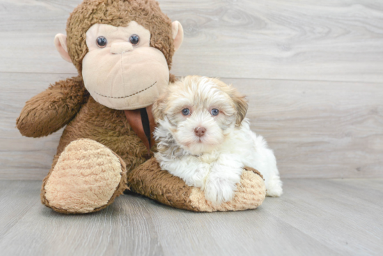 Hypoallergenic Havanese Purebred Pup