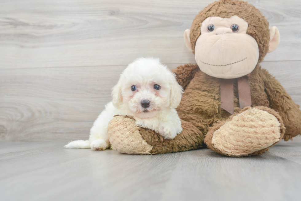 Havanese Pup Being Cute