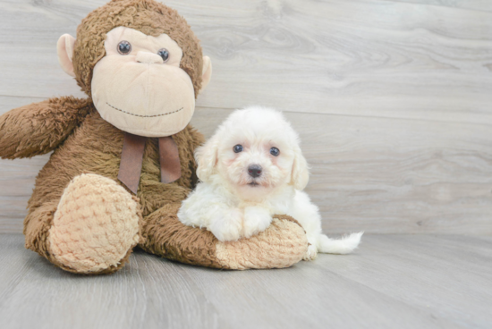 Akc Registered Havanese Baby