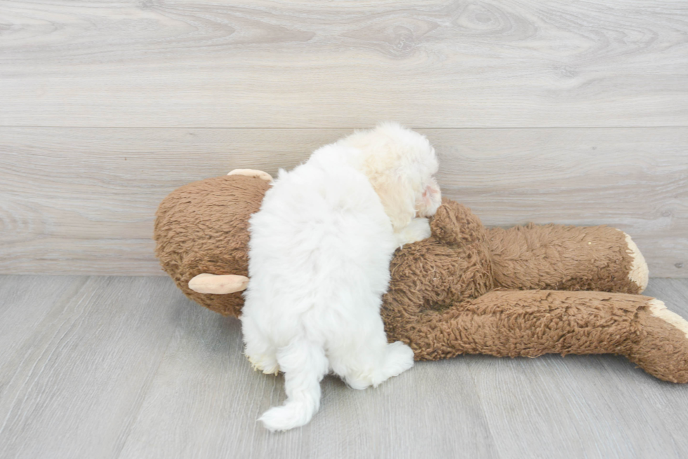 Adorable Havanese Purebred Puppy