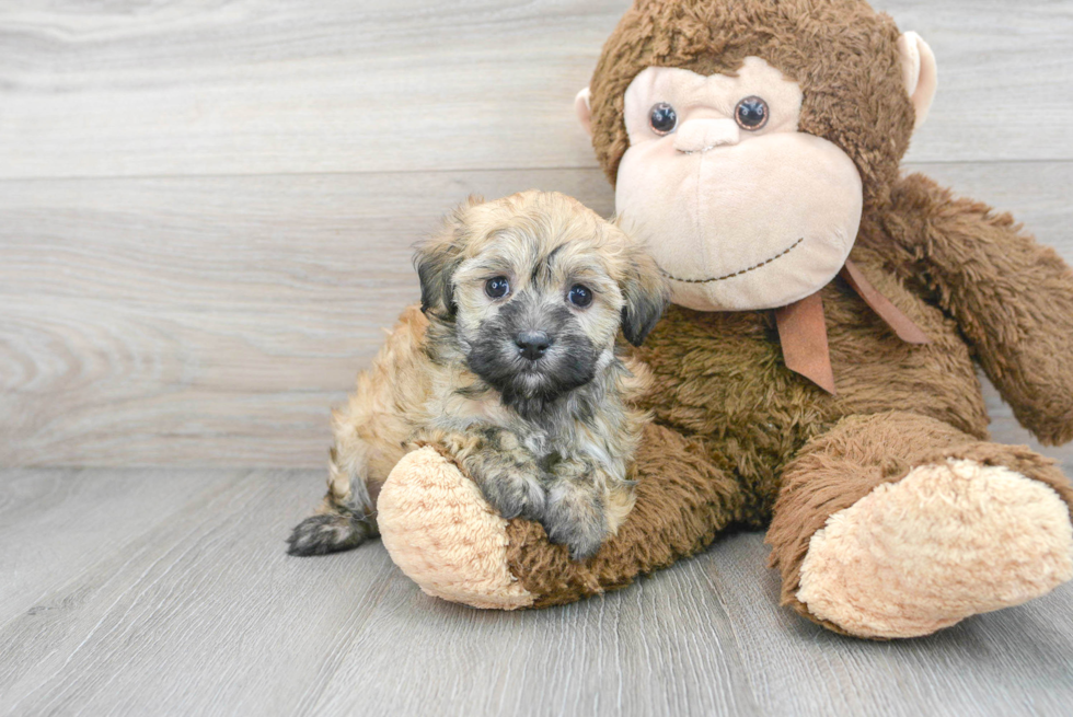 Best Havanese Baby