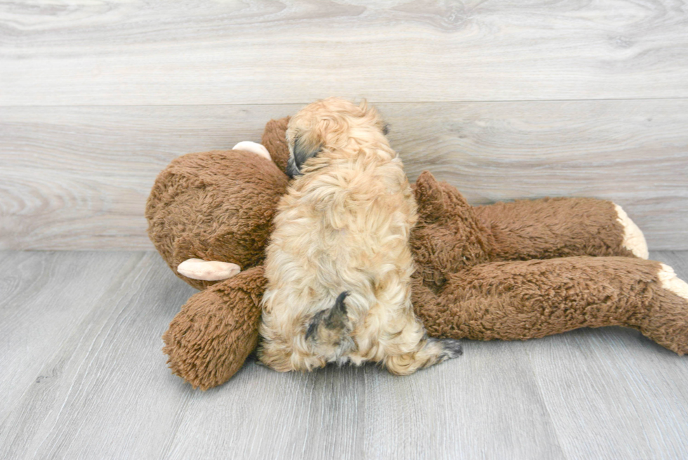 Havanese Pup Being Cute