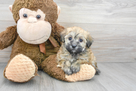 Cute Havanese Purebred Puppy