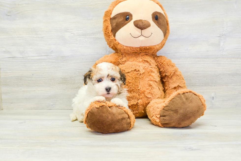 Havanese Pup Being Cute