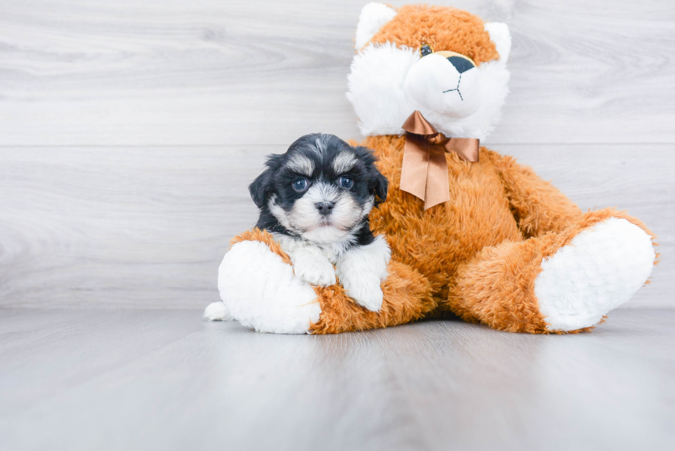 Small Havanese Purebred Pup