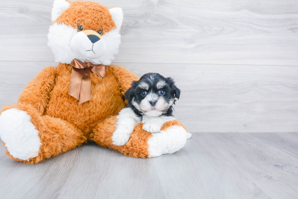 Hypoallergenic Havanese Baby