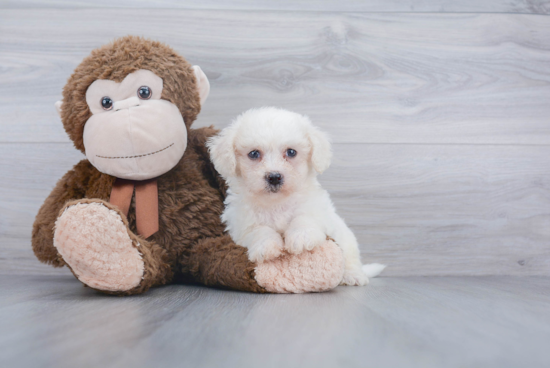 Little Havanese Purebred Pup