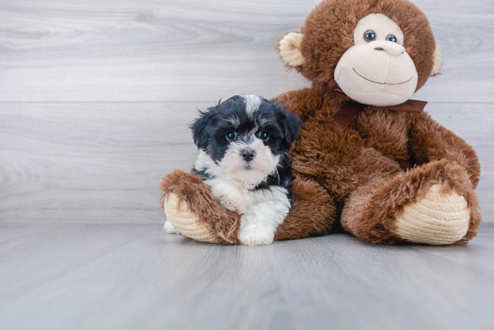 Small Havanese Purebred Pup