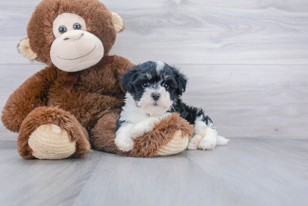 Havanese Pup Being Cute