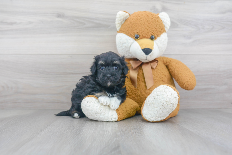 Playful Havanese Baby