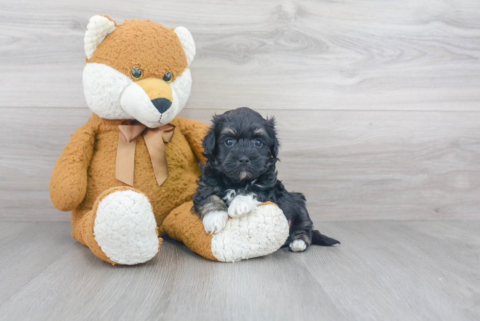 Small Havanese Baby