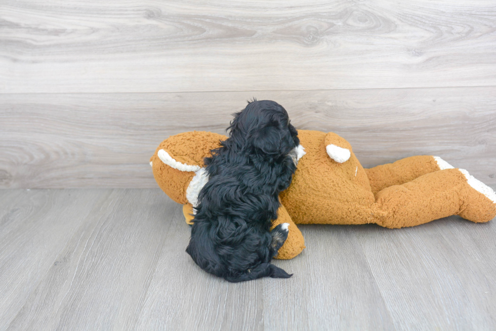 Havanese Pup Being Cute