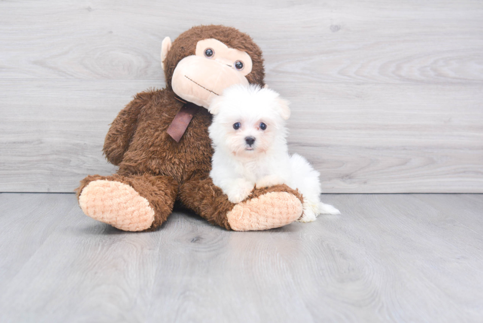 Small Havanese Baby