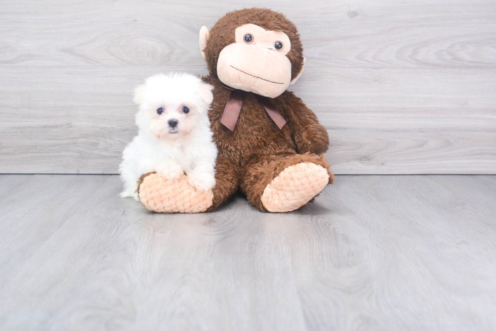 Popular Havanese Purebred Pup