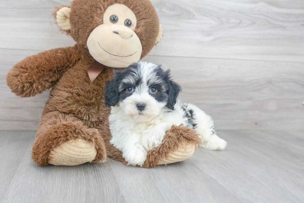 Small Havanese Purebred Pup