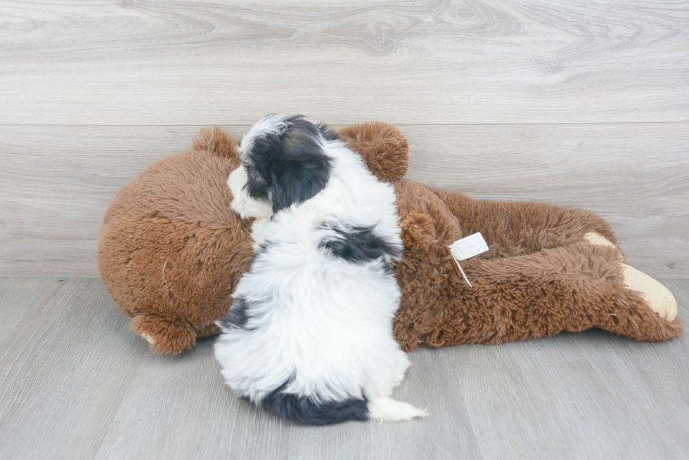 Playful Havanese Purebred Pup