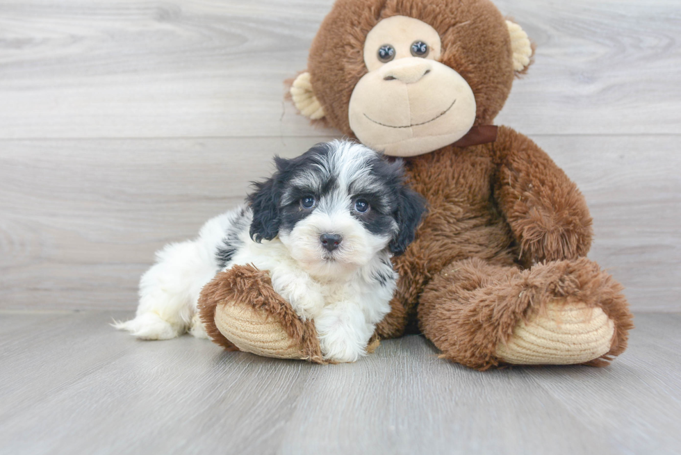 Havanese Pup Being Cute