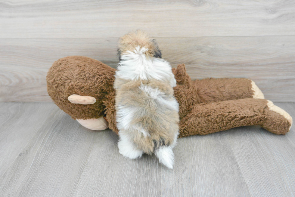 Havanese Pup Being Cute