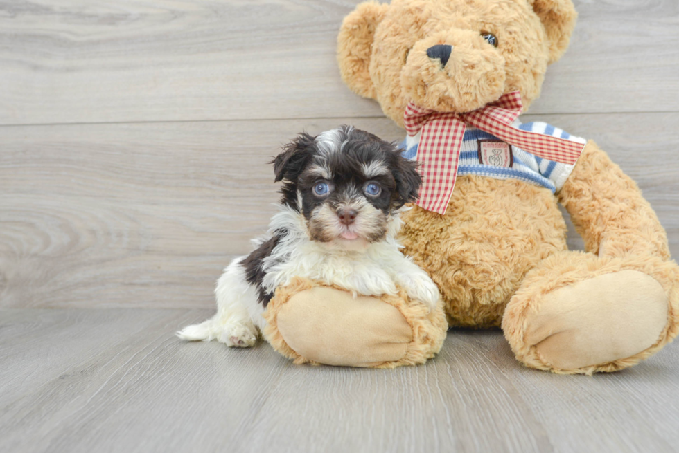 Havanese Puppy for Adoption