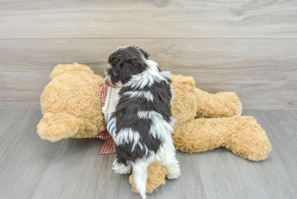 Havanese Pup Being Cute