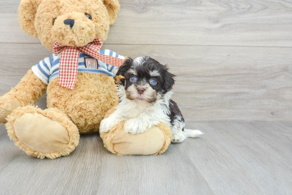 Havanese Pup Being Cute