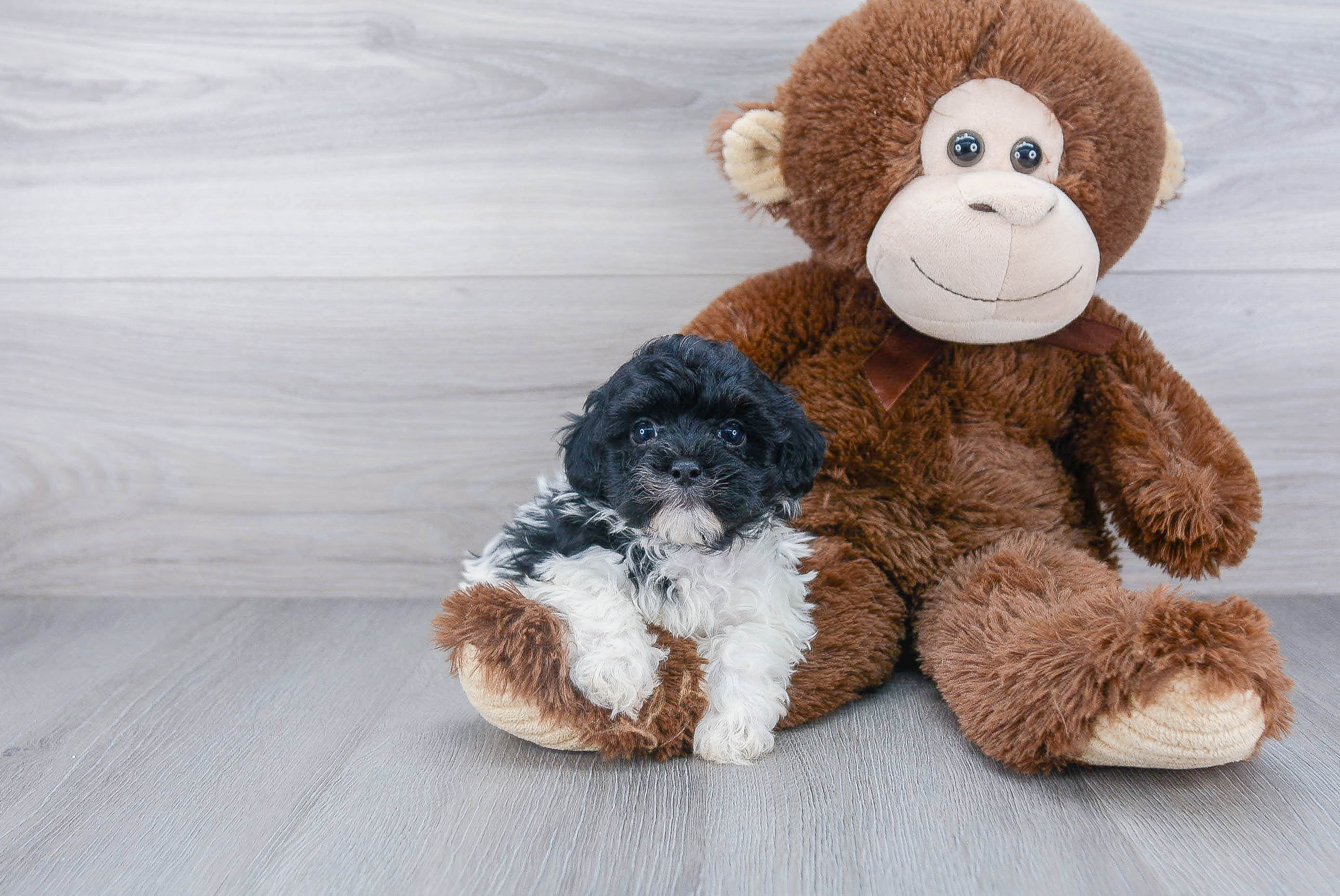 Best Havanese Baby