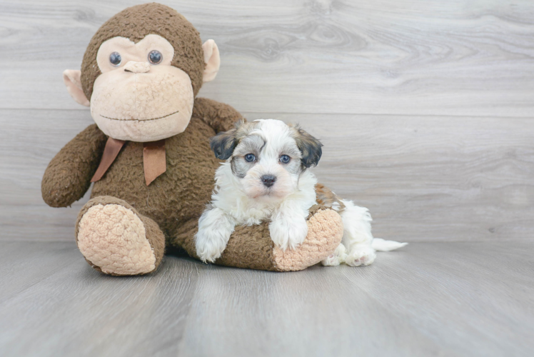 Energetic Havanese Purebred Puppy