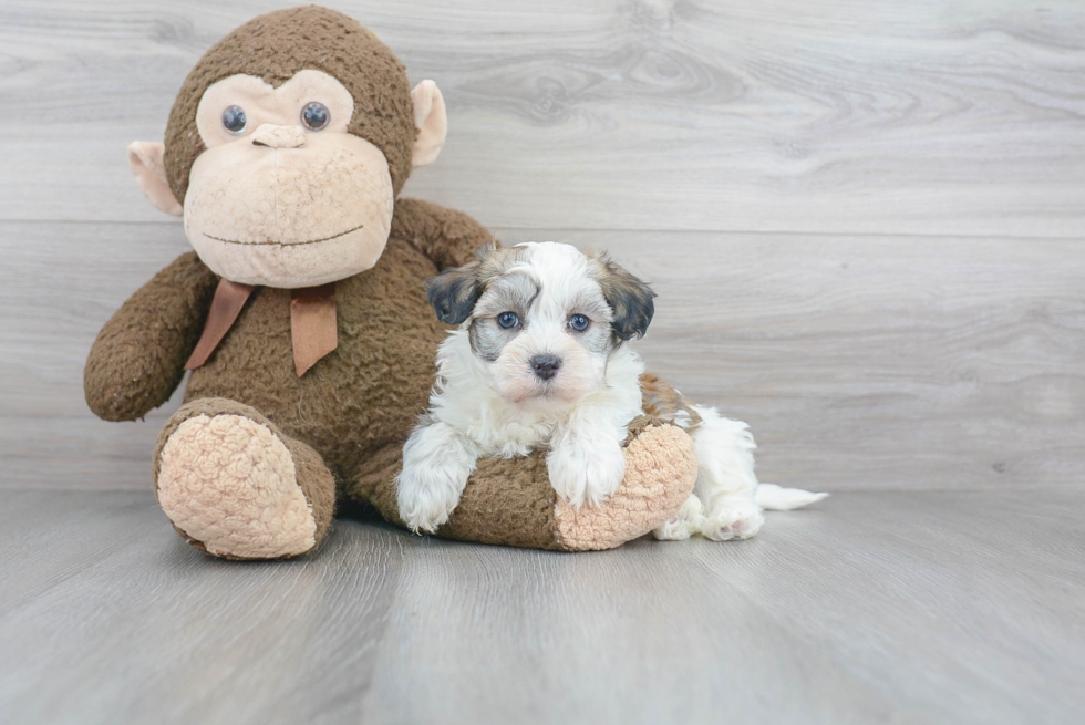 Energetic Havanese Purebred Puppy