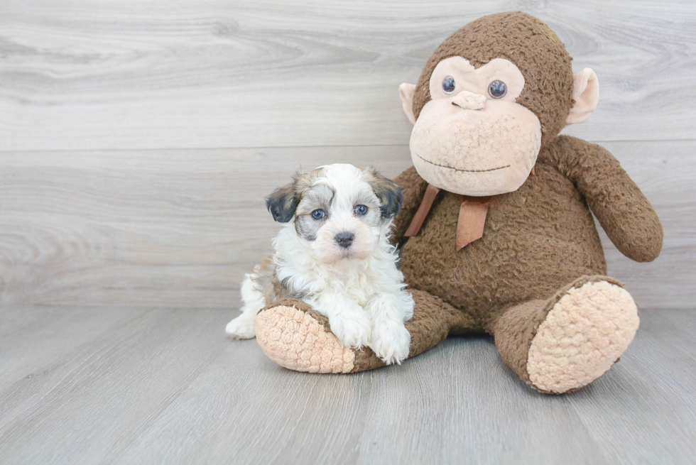 Cute Havanese Purebred Puppy