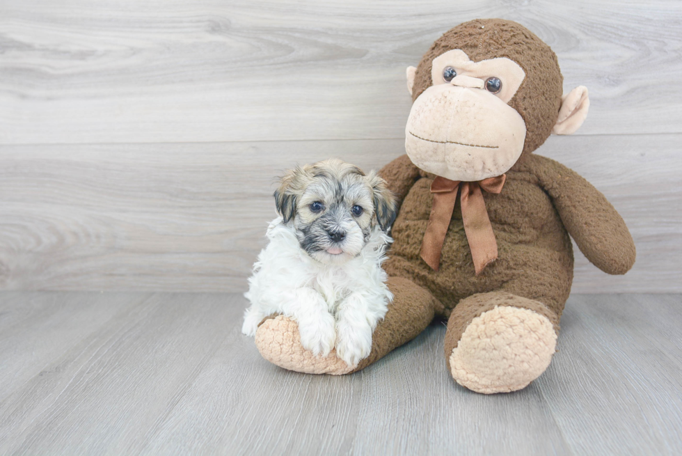 Playful Havanese Purebred Pup