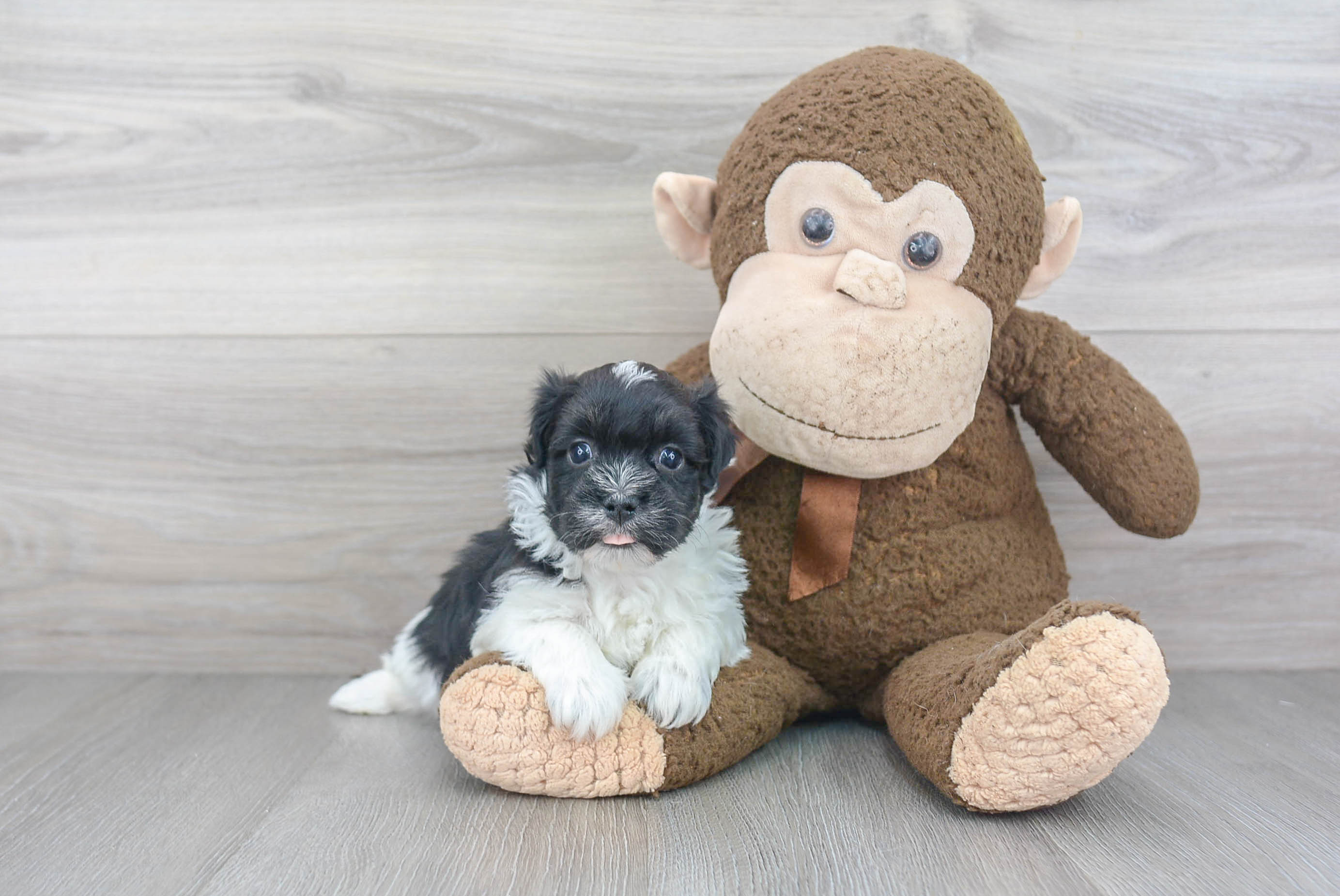 Petite Havanese Purebred Puppy