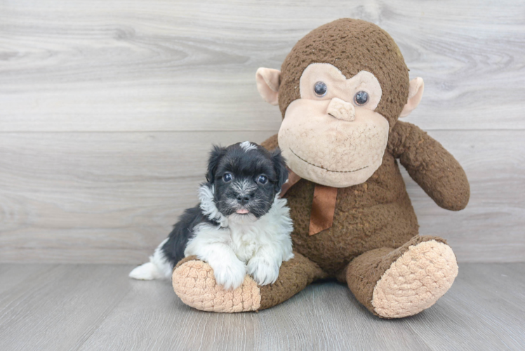 Petite Havanese Purebred Puppy