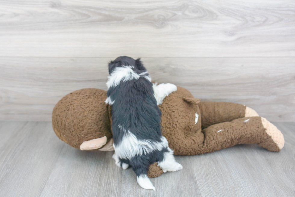 Happy Havanese Purebred Puppy