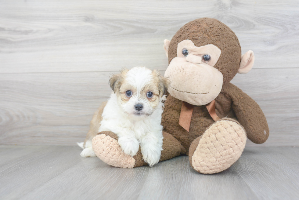 Best Havanese Baby