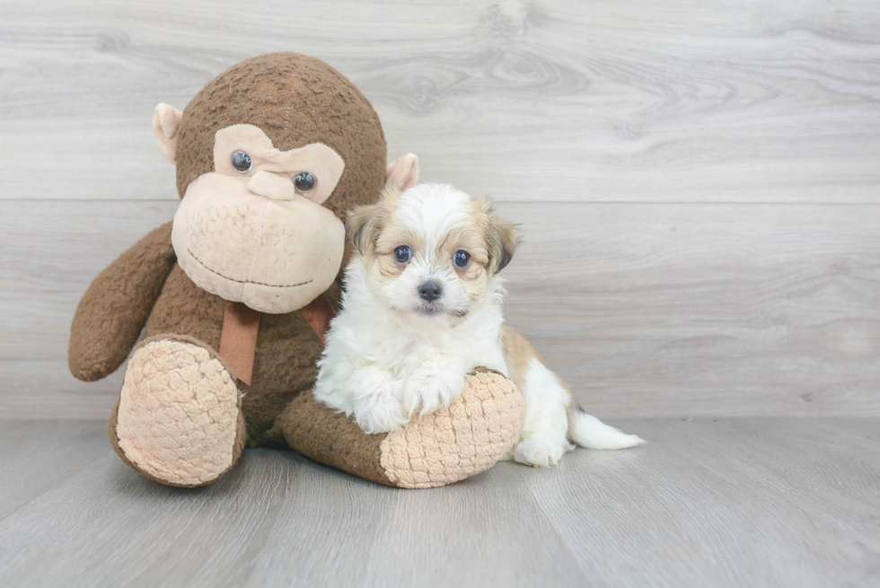 Best Havanese Baby