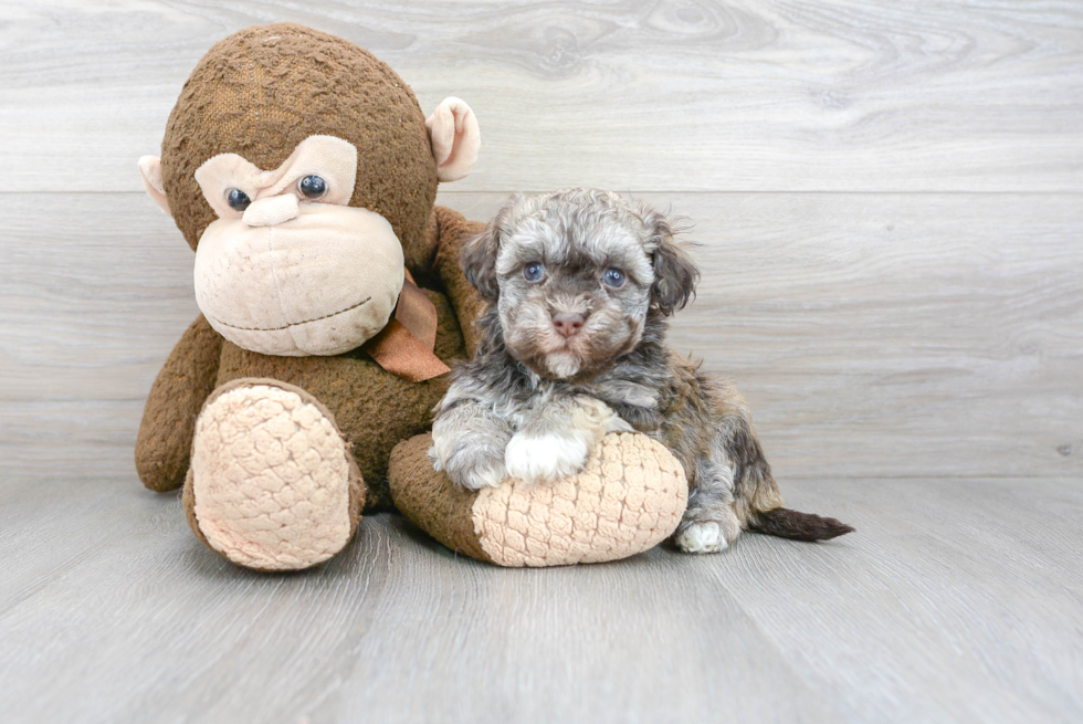 Cute Havanese Baby