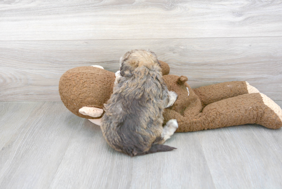 Havanese Puppy for Adoption