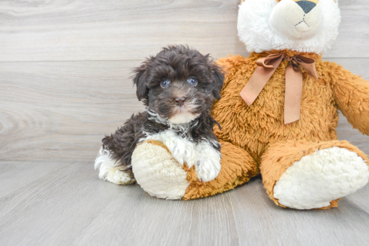 Small Havanese Baby