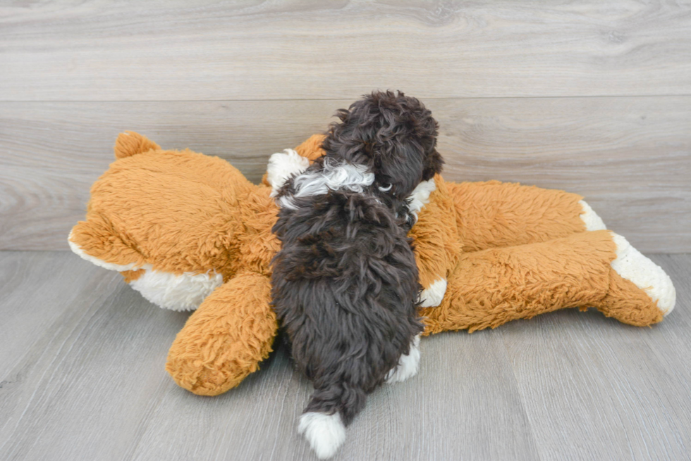 Small Havanese Baby