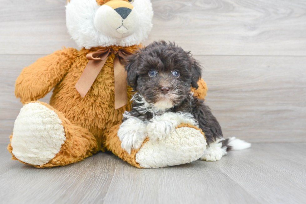 Friendly Havanese Baby